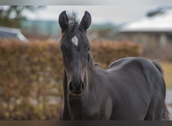 Hannoveraner, Hengst, Fohlen (05/2024), 16,2 hh, Rappe