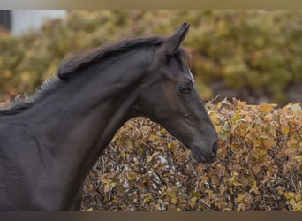 Hannoveraner, Hengst, Fohlen (05/2024), 16,2 hh, Rappe