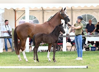 Hanoverian, Stallion, Foal (04/2026), 16.2 hh, Black