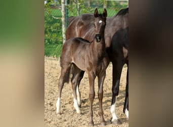 Hanoverian, Stallion, Foal (04/2026), 16.2 hh, Black