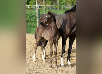 Hanoverian, Stallion, Foal (04/2026), 16.2 hh, Black