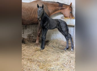 Hanoverian, Stallion, Foal (04/2026), 16.2 hh, Black
