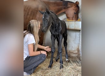 Hanoverian, Stallion, Foal (04/2026), 16.2 hh, Black