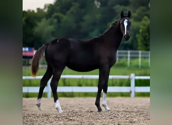 Hanoverian, Stallion, Foal (03/2026), 16.2 hh, Black