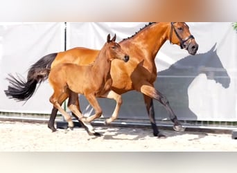 Hanoverian, Stallion, Foal (05/2024), 16.2 hh, Brown