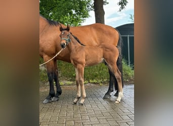 Hanoverian, Stallion, Foal (05/2024), 16.2 hh, Brown