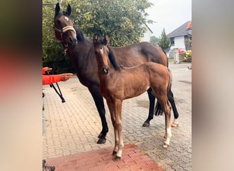Hanoverian, Stallion, Foal (05/2026), 16.2 hh, Brown