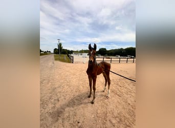 Hanoverian, Stallion, Foal (05/2026), 16.2 hh, Brown