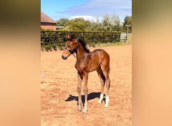 Hanoverian, Stallion, Foal (05/2026), 16.2 hh, Brown