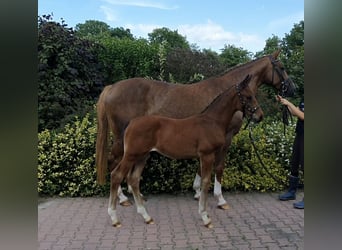 Hanoverian, Stallion, Foal (06/2024), 16,2 hh, Brown