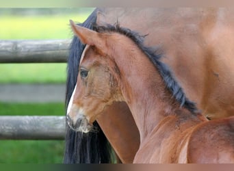 Hanoverian, Stallion, Foal (04/2024), 16.2 hh, Brown