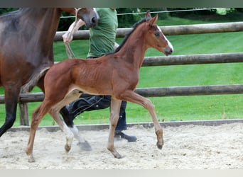 Hanoverian, Stallion, Foal (04/2024), 16.2 hh, Brown