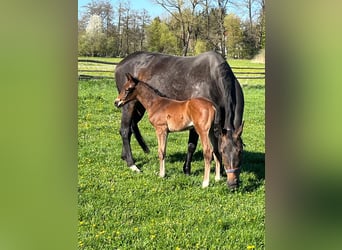 Hanoverian, Stallion, Foal (04/2026), 16.2 hh, Brown