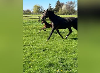 Hanoverian, Stallion, Foal (04/2026), 16.2 hh, Brown