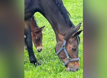 Hanoverian, Stallion, Foal (04/2026), 16.2 hh, Brown