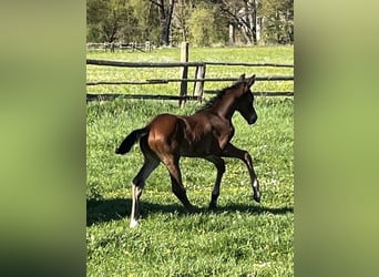 Hanoverian, Stallion, Foal (04/2026), 16.2 hh, Brown