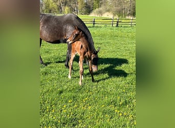 Hanoverian, Stallion, Foal (04/2026), 16.2 hh, Brown