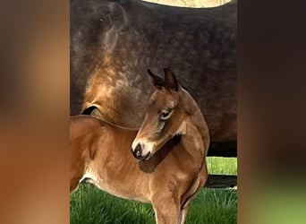 Hanoverian, Stallion, Foal (04/2026), 16.2 hh, Brown