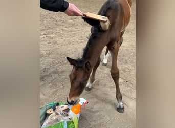 Hanoverian, Stallion, Foal (04/2026), 16.2 hh, Brown