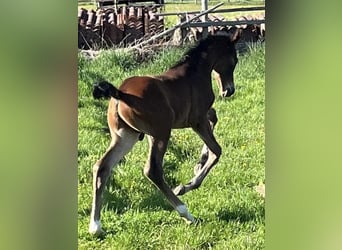 Hanoverian, Stallion, Foal (04/2026), 16.2 hh, Brown