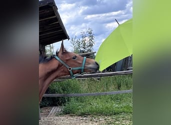 Hanoverian, Stallion, Foal (04/2026), 16.2 hh, Brown