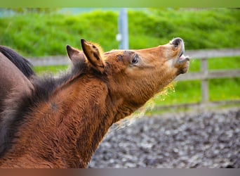 Hanoverian, Stallion, Foal (03/2024), 16.2 hh, Brown