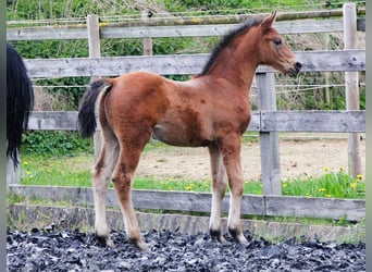 Hanoverian, Stallion, Foal (03/2024), 16.2 hh, Brown