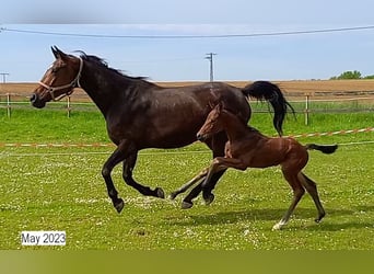 Hanoverian, Stallion, Foal (04/2023), 16.2 hh, Brown