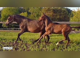Hanoverian, Stallion, Foal (04/2023), 16.2 hh, Brown
