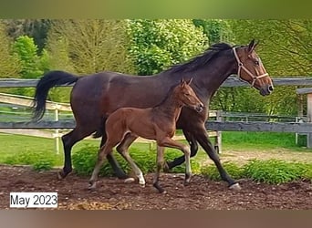 Hanoverian, Stallion, Foal (04/2023), 16.2 hh, Brown