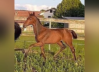 Hanoverian, Stallion, Foal (04/2023), 16.2 hh, Brown