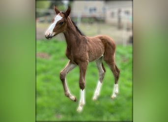 Hanoverian, Stallion, , 16.2 hh, Brown