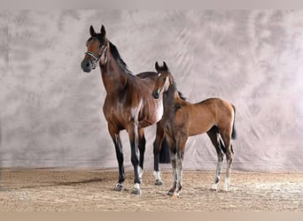 Hanoverian, Stallion, Foal (05/2026), 16.2 hh, Brown