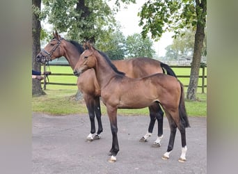 Hanoverian, Stallion, Foal (05/2026), 16.2 hh, Brown