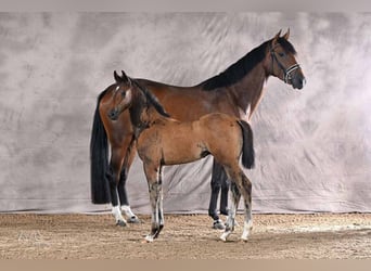 Hanoverian, Stallion, Foal (05/2026), 16.2 hh, Brown