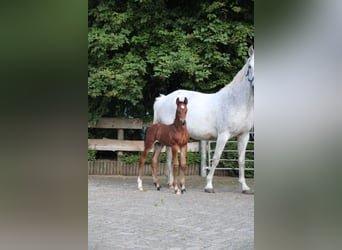 Hanoverian, Stallion, Foal (06/2024), 16.2 hh, Brown