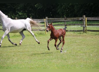 Hanoverian, Stallion, Foal (06/2024), 16.2 hh, Brown