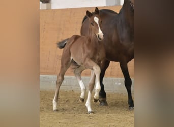 Hanoverian, Stallion, Foal (03/2026), 16.2 hh, Brown