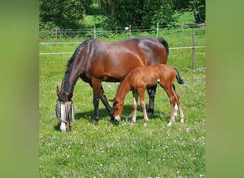 Hanoverian, Stallion, Foal (04/2024), 16,2 hh, Brown