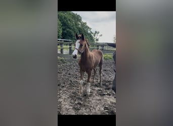 Hanoverian, Stallion, Foal (04/2026), 16.2 hh, Brown