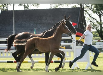 Hanoverian, Stallion, Foal (02/2026), 16.2 hh, Brown
