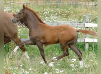 Hanoverian, Stallion, Foal (03/2026), 16.2 hh, Chestnut