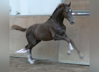Hanoverian, Stallion, Foal (03/2026), 16.2 hh, Chestnut