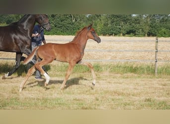 Hanoverian, Stallion, Foal (05/2026), 16.2 hh, Chestnut