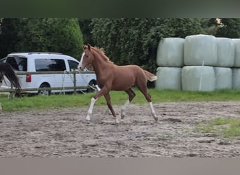 Hanoverian, Stallion, Foal (05/2026), 16.2 hh, Chestnut