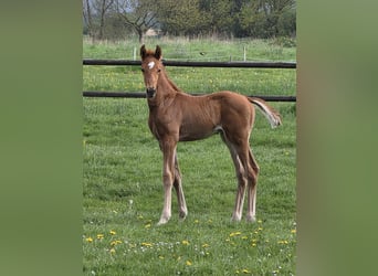 Hanoverian, Stallion, Foal (04/2026), 16.2 hh, Chestnut