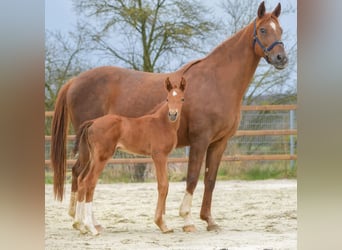 Hanoverian, Stallion, Foal (03/2024), 16.2 hh, Chestnut