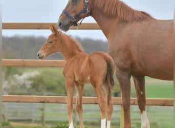 Hanoverian, Stallion, Foal (03/2024), 16.2 hh, Chestnut