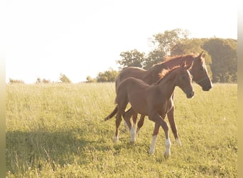 Hanoverian, Stallion, Foal (04/2025), 16.2 hh, Chestnut