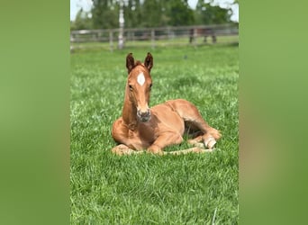 Hanoverian, Stallion, Foal (05/2026), 16.2 hh, Chestnut-Red
